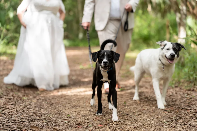 Samantha and Matthew walk a shaded path with two dogs at Washington Oaks Gardens State Park.
