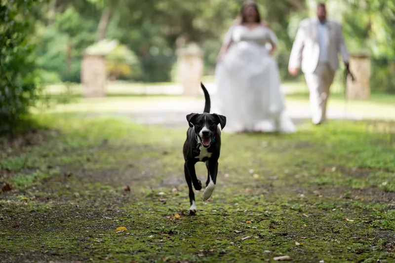 A black-and-white dog runs toward the couple on a grassy path as they walk in the distance.