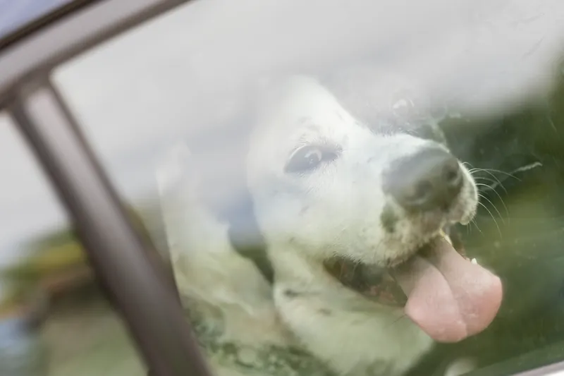 A white dog leans out a car window with its tongue out, panting happily.