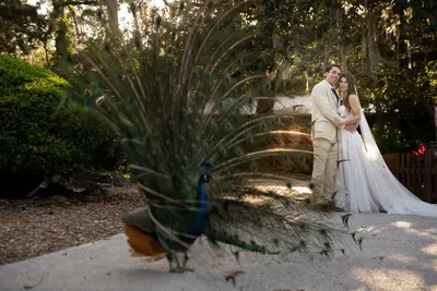 Couple portrait with peacock displaying feathers in foreground at Fountain of Youth