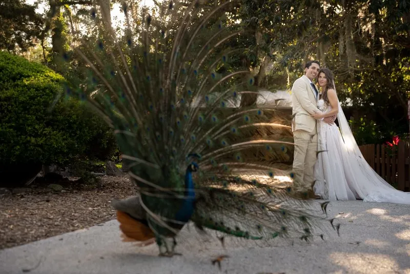 Couple portrait with peacock displaying feathers in foreground at Fountain of Youth