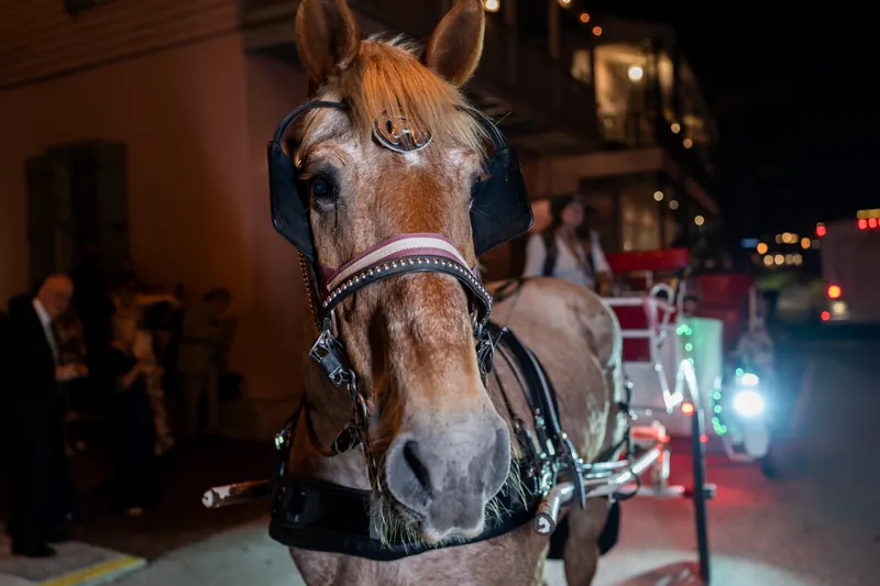 A decorated horse stands harnessed outside The White Room, with wedding guests and red lighting visible behind it.