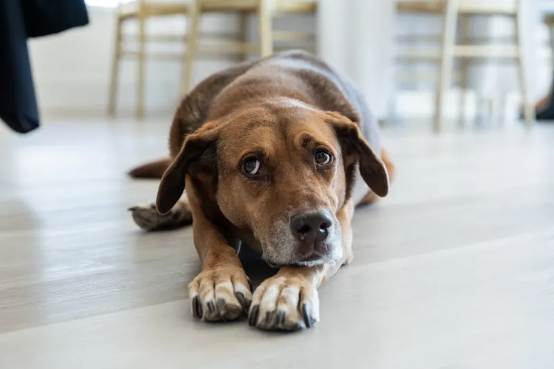 Brown dog lies on wooden floor with front paws extended, looking at camera with soft eyes.