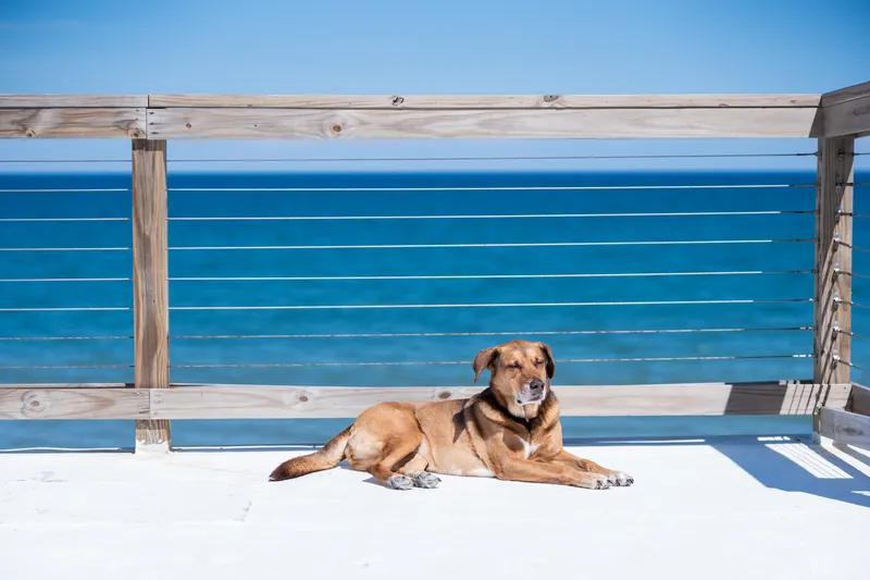 Brown dog rests on a blue bench overlooking the Atlantic Ocean at an Airbnb in St. Augustine.