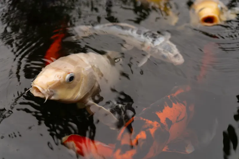 Colorful koi fish swimming in the garden pond at Club Continental in Orange Park