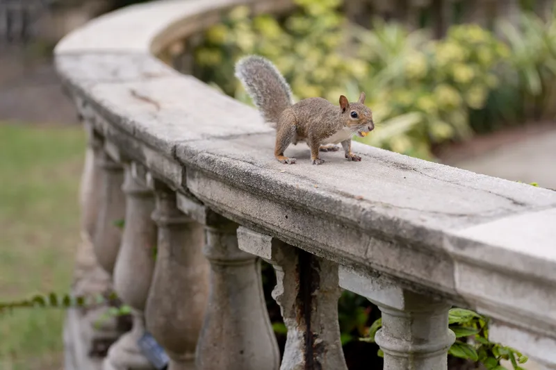Squirrel on the stone balustrade in the gardens at Club Continental wedding venue