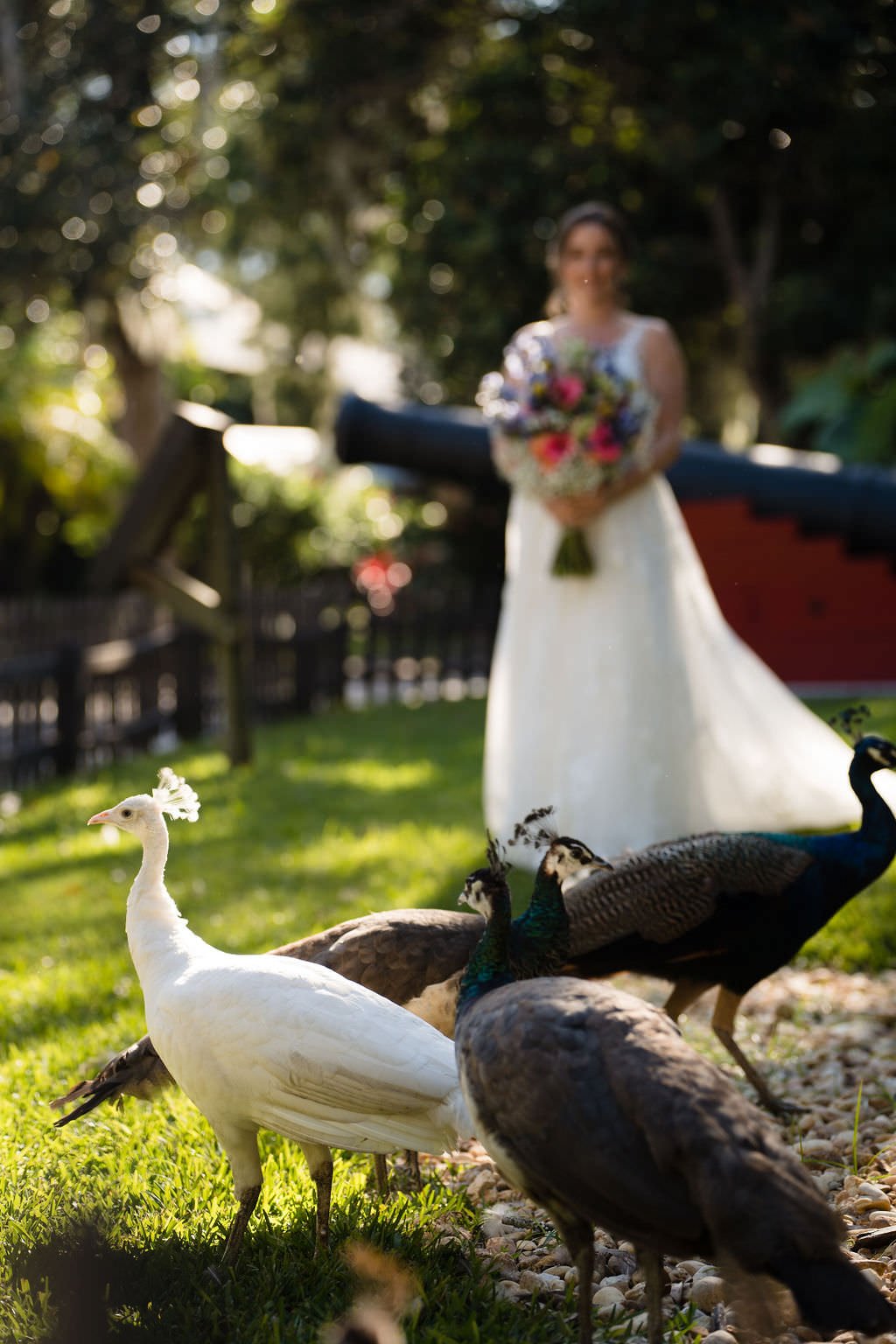 Peacocks flock to the bride as she walks down the aisle wedding peacock bride.jpg
