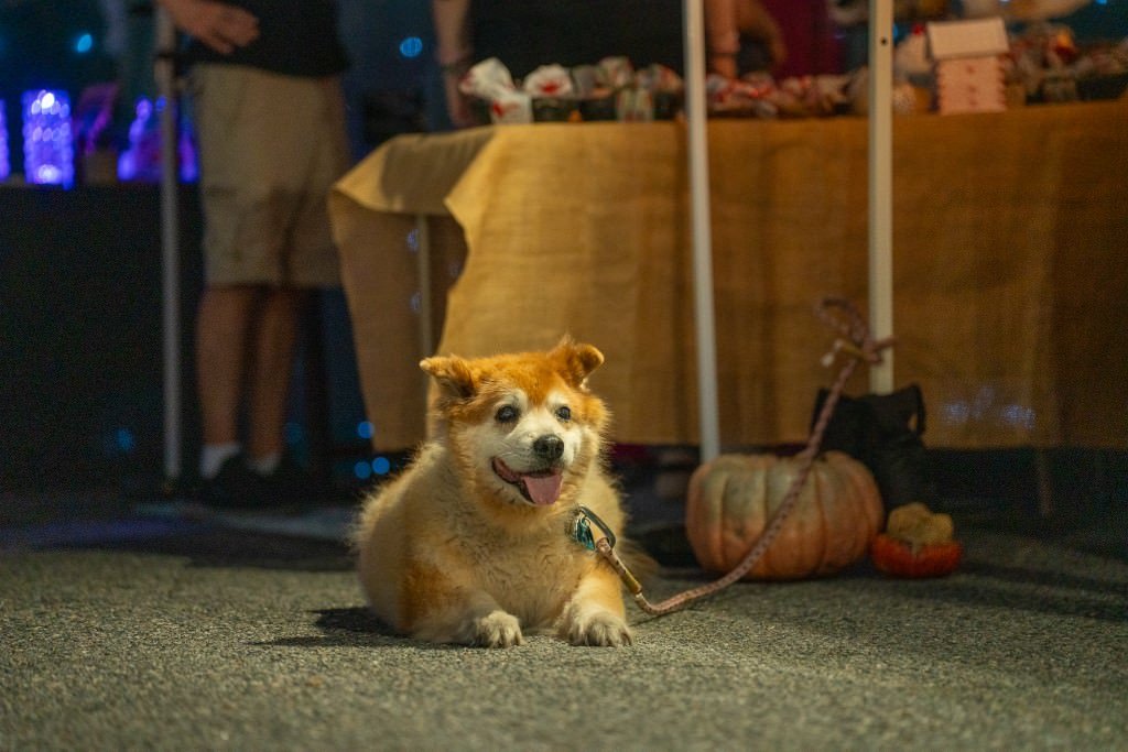 Dog relaxing at nighttime market.jpg